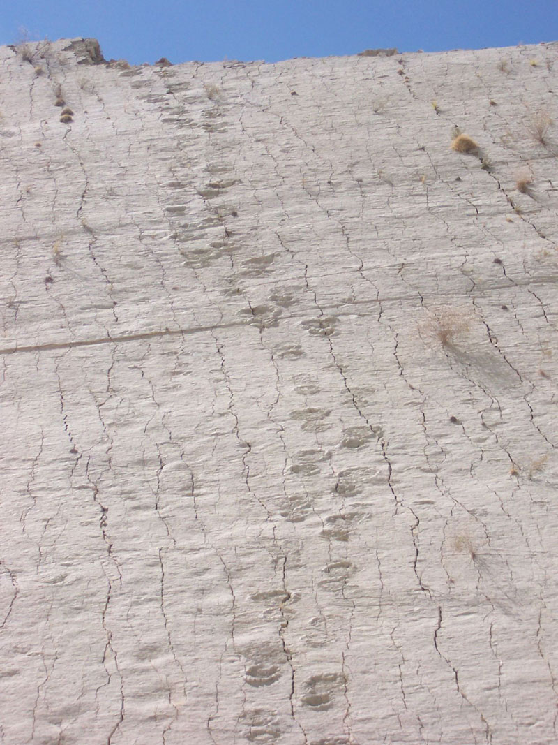 cal orko wall of dinosaur footprints sucre bolivia (7)