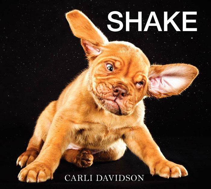 dogs mid shake by carli davidson (3)