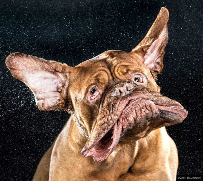 dogs mid shake by carli davidson 4 10 Reasons Why Dogs in Photo Booths is the Best Idea Ever