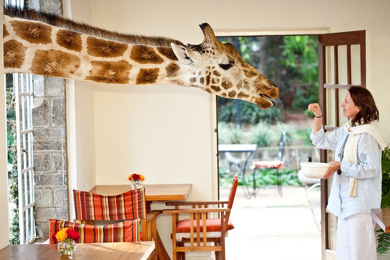 giraffe manor hotel nairobi kenya africa safari 1 This Divers Paradise is Built on a Rock and Surrounded by Reef