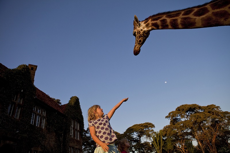 giraffe manor hotel nairobi kenya africa safari (10)
