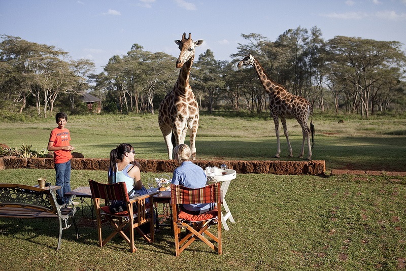 giraffe manor hotel nairobi kenya africa safari (11)