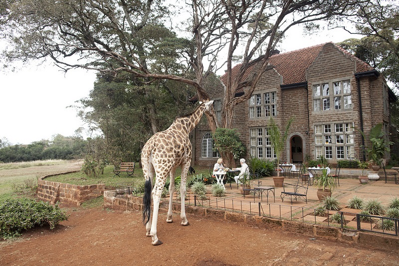 giraffe manor hotel nairobi kenya africa safari (12)