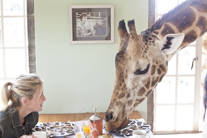 giraffe manor hotel nairobi kenya africa safari (14)