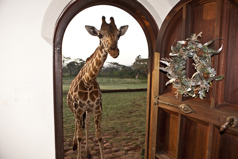 giraffe manor hotel nairobi kenya africa safari (15)