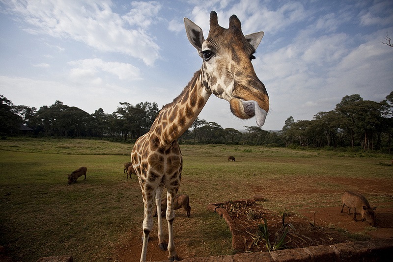 giraffe manor hotel nairobi kenya africa safari (16)