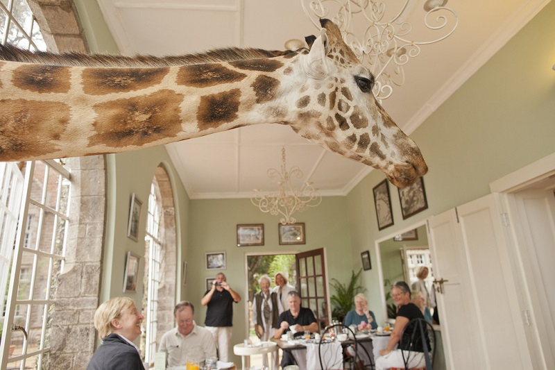 giraffe manor hotel nairobi kenya africa safari 4 Highlights from Burkina Fasos Festival of Masks
