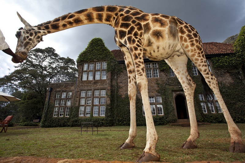 giraffe manor hotel nairobi kenya africa safari (5)