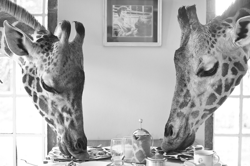 giraffe manor hotel nairobi kenya africa safari (6)