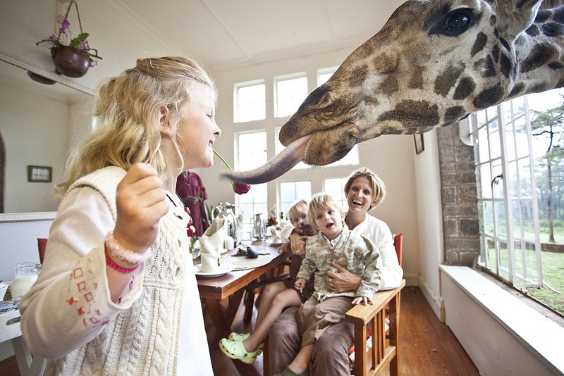 giraffe manor hotel nairobi kenya africa safari (8)