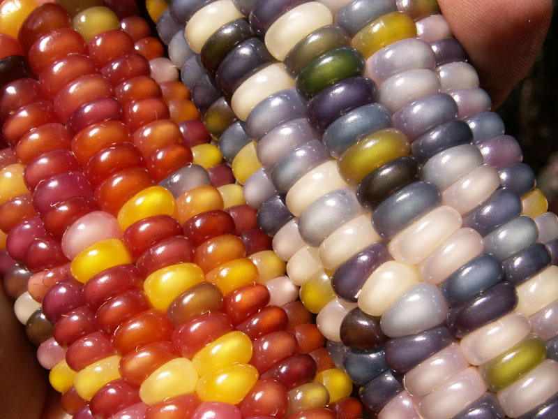 glass gem corn rainbow colored (11)