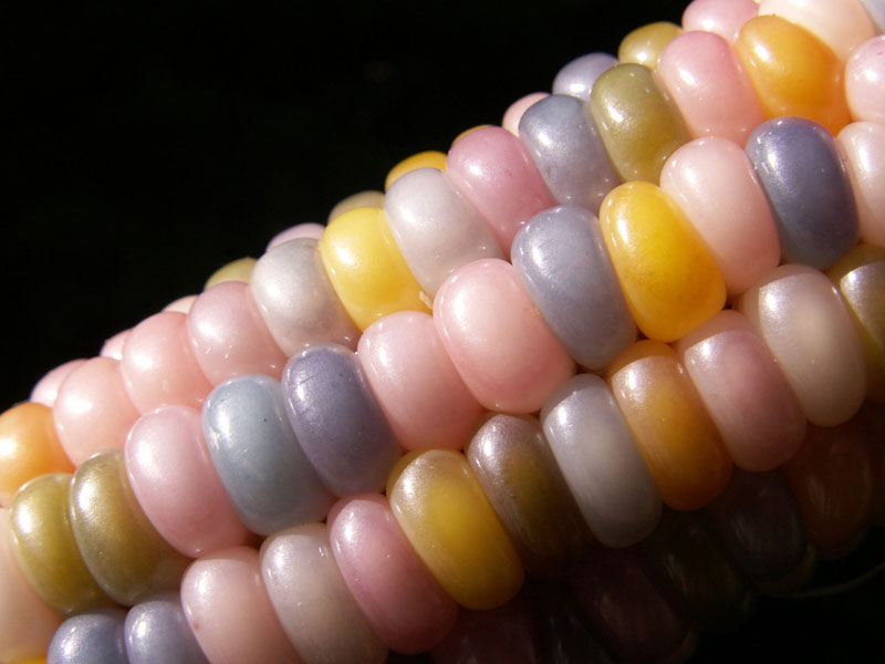 glass gem corn rainbow colored (2)