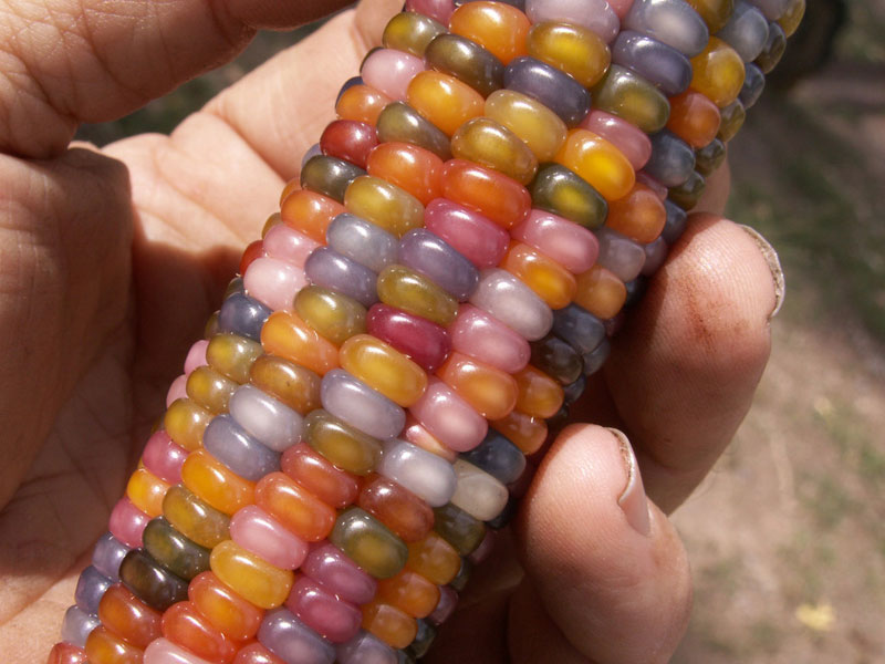 glass gem corn rainbow colored (3)
