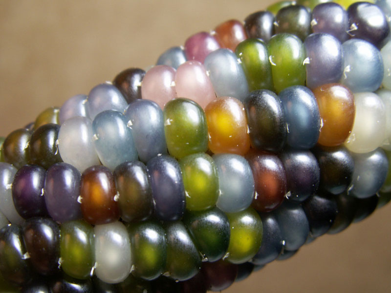 glass gem corn rainbow colored (5)