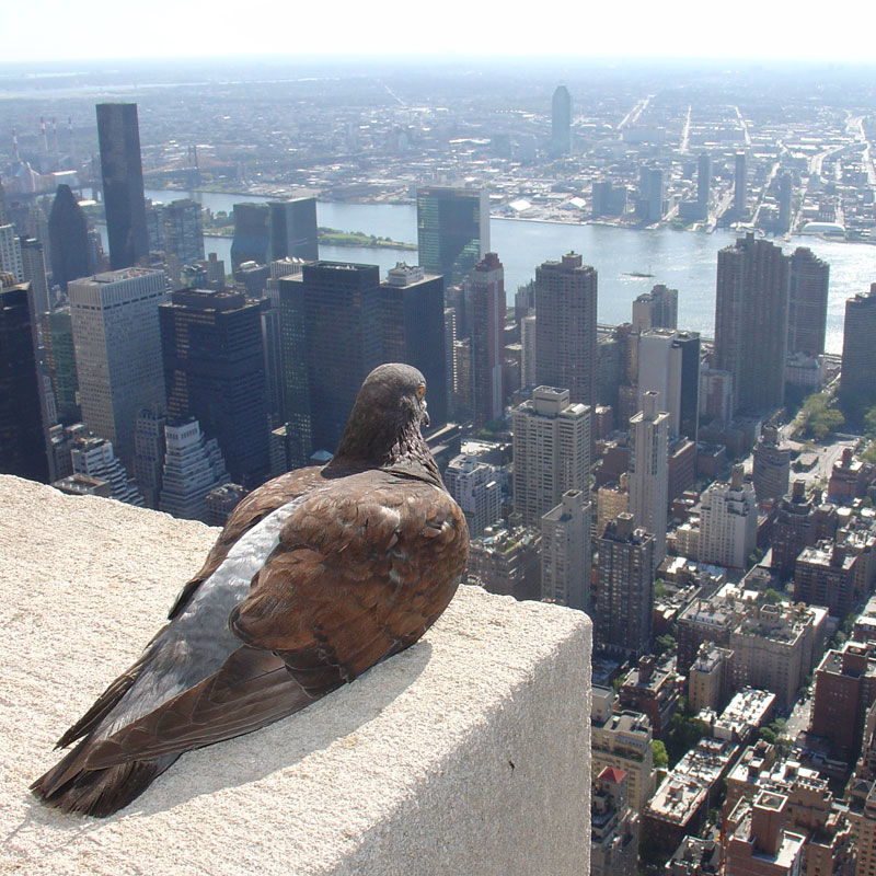 pigeon overlooking new york city Picture of the Day: The City is Mine