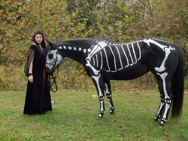 skeleton painted horse halloween (1)