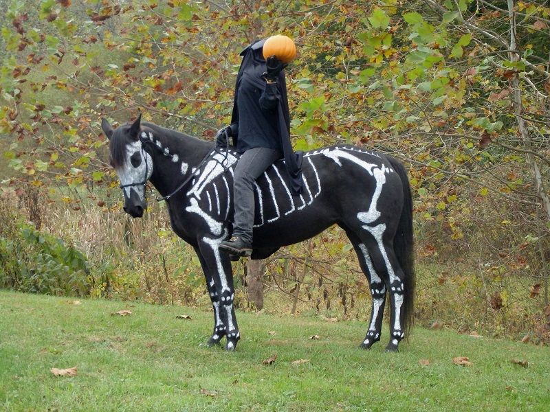 skeleton painted horse halloween (3)