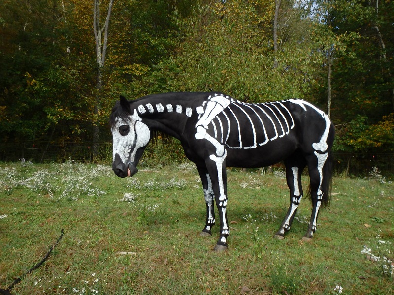 skeleton painted horse halloween (4)