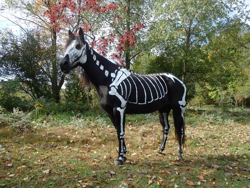 skeleton painted horse halloween 5 This Talented Make Up Artist Can Completely Transform Her Face