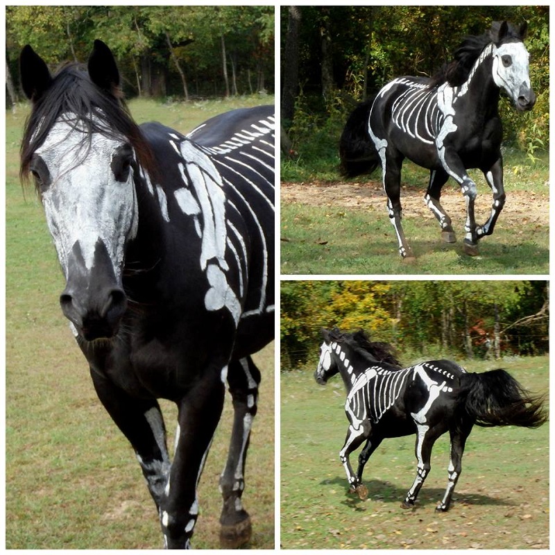 skeleton painted horse halloween (6)