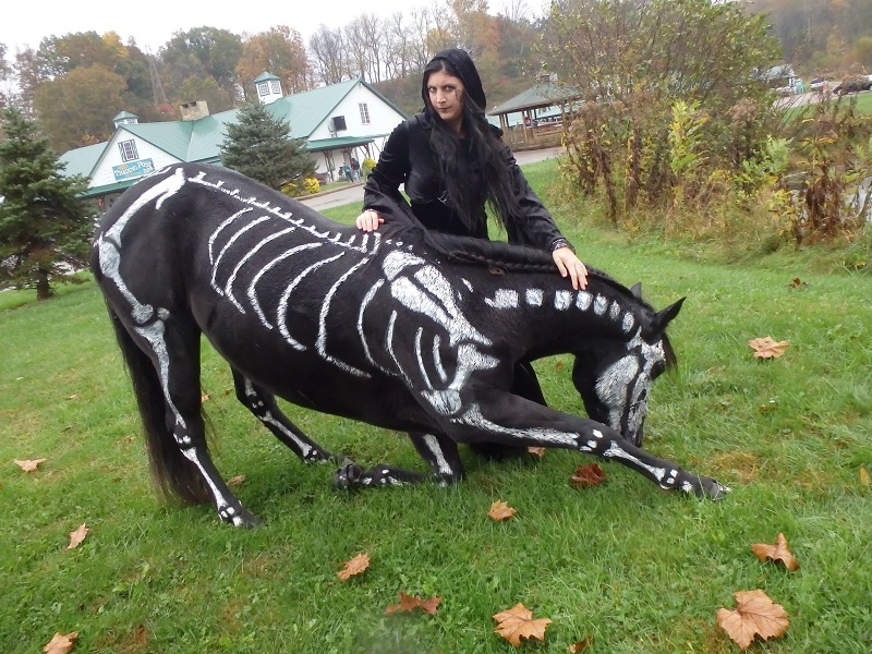 skeleton painted horse halloween (7)
