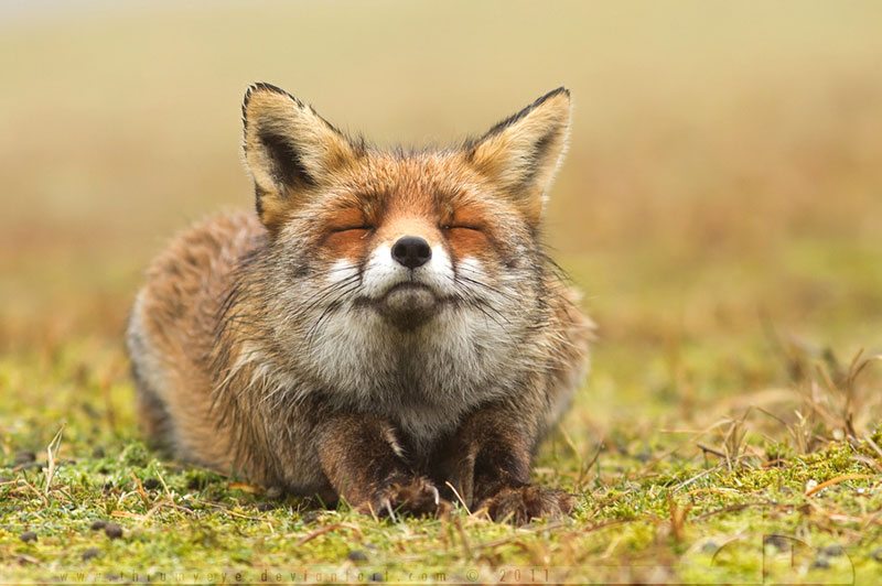 smiling fox Picture of the Day: One Happy Fox