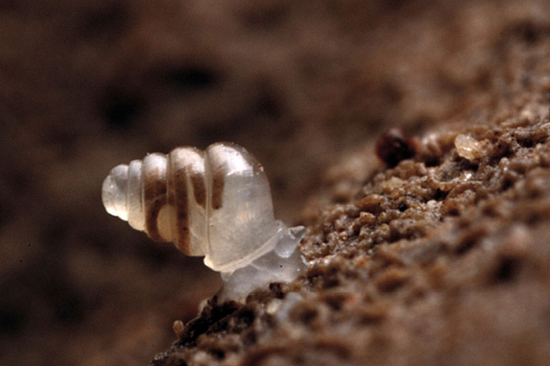 snail with semi transparent shell Picture of the Day: Snail with Semi Transparent Shell Discovered