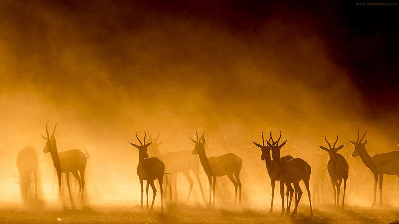 springbok silhouette mist kgalagadi park south africa sunset Picture of the Day: Antelopes in the Mist