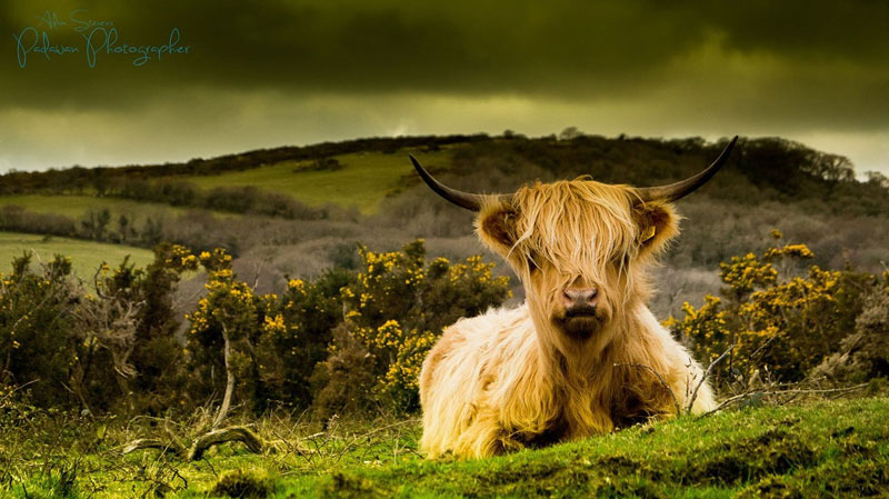 emo cow with funny ahir Picture of the Day: This Cow is so Emo