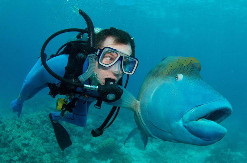 fish and scuba diver funny priceless expression The Top 100 Pictures of the Day for 2013