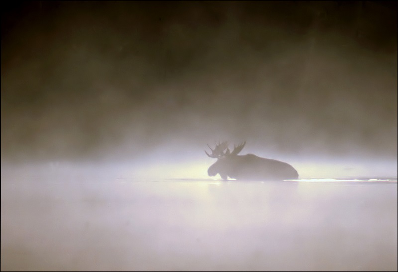 moose in the mist