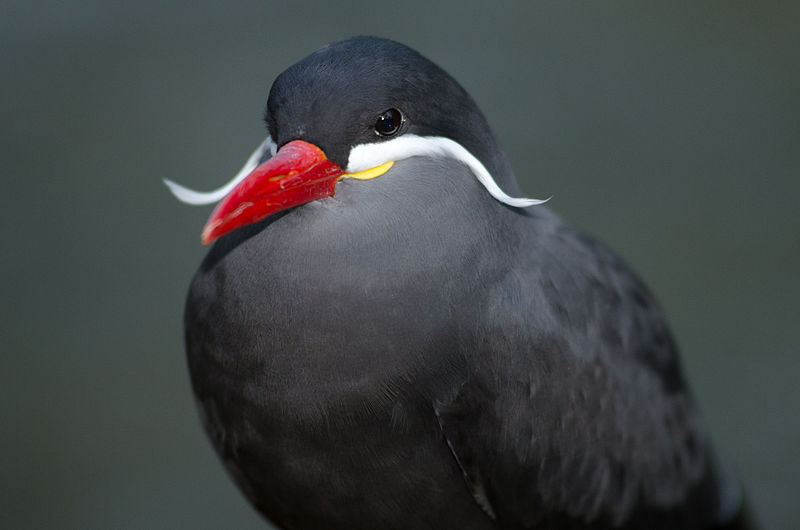 one classy bird inca tern mustache bird