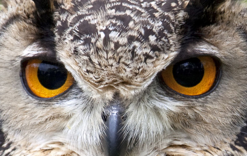 owl eyes close up