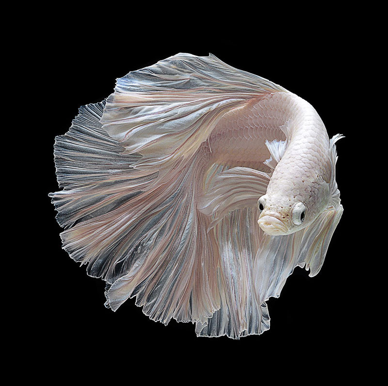 siamese fighitng fish bettas portraits by visarute angkatavanich 8 Animal Portraits on Stark White Backgrounds by Morten Koldby