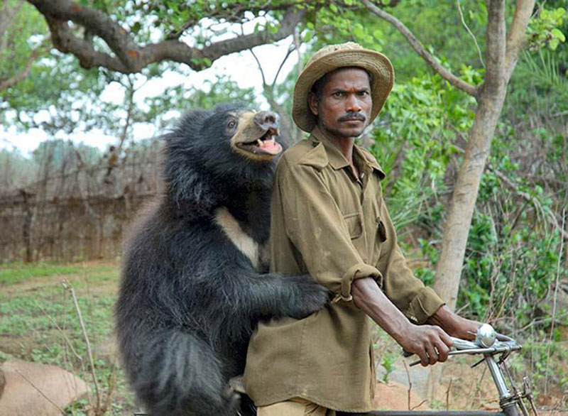 sloth bear with ranger on a motorcycle india The Shirk Report   Volume 242