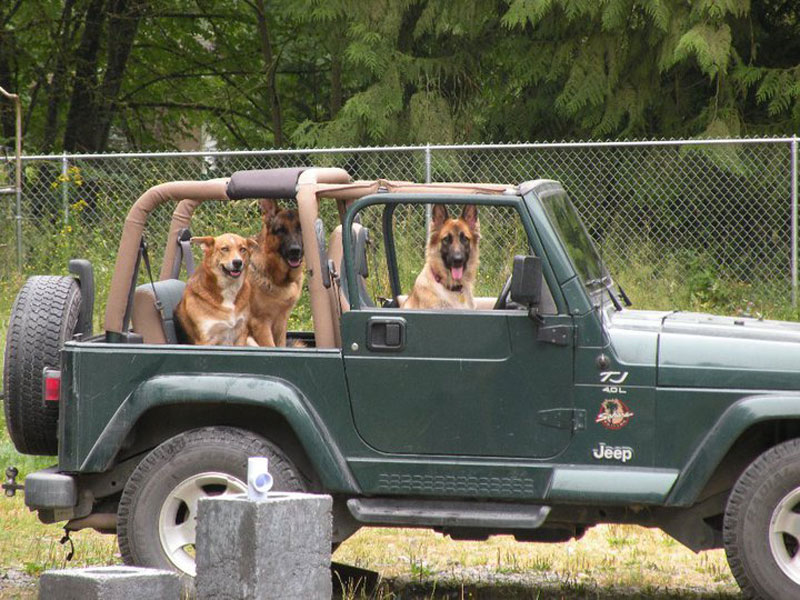 who let the dogs out three dogs in a jeep The Shirk Report   Volume 240