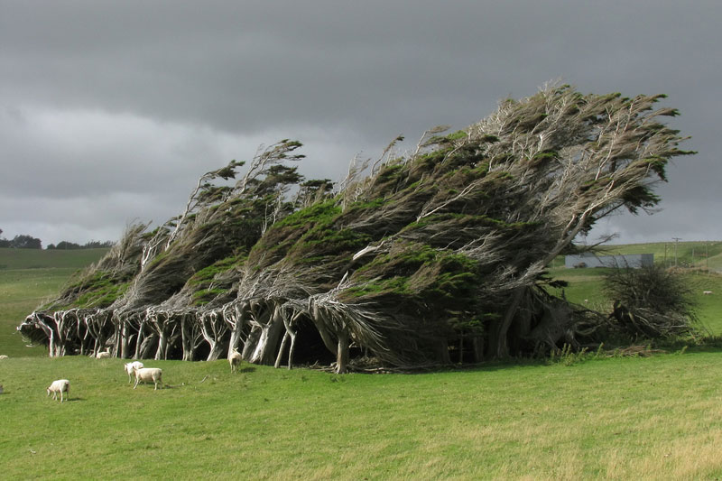 windswept trees slope point south island new zealand1 Picture of the Day: Windswept Trees