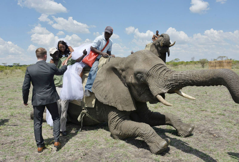 african safari wedding (4)