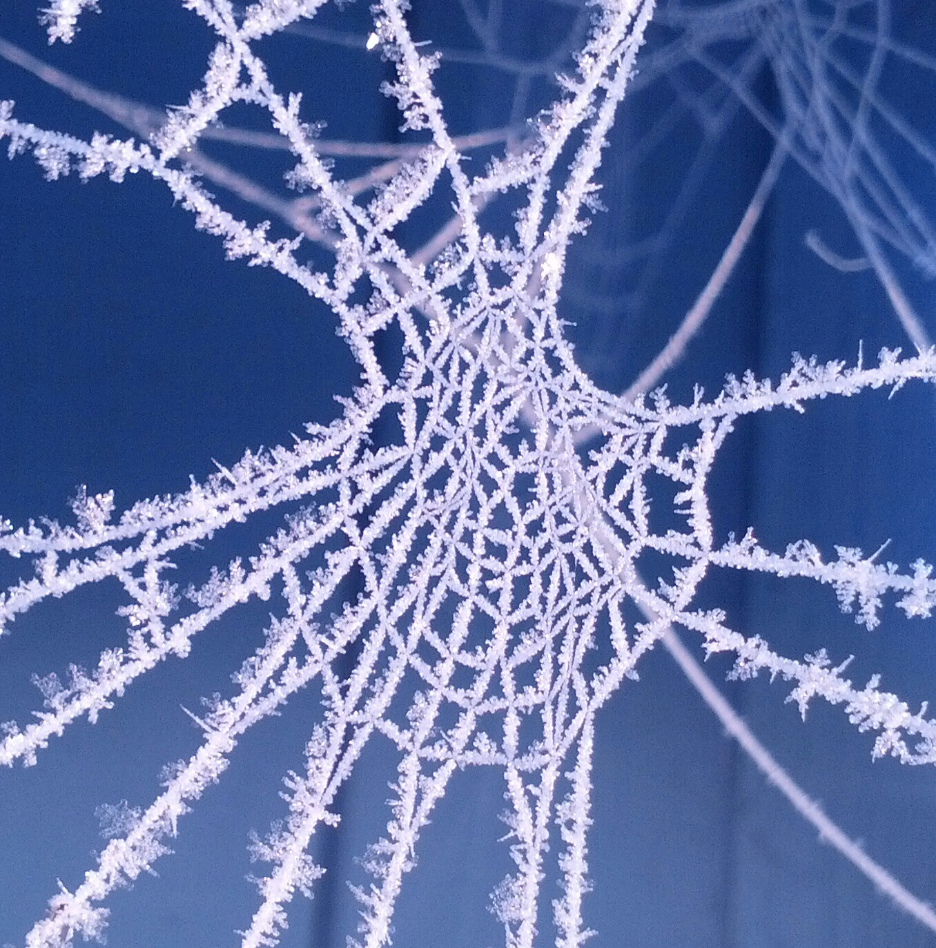 frosted spider web