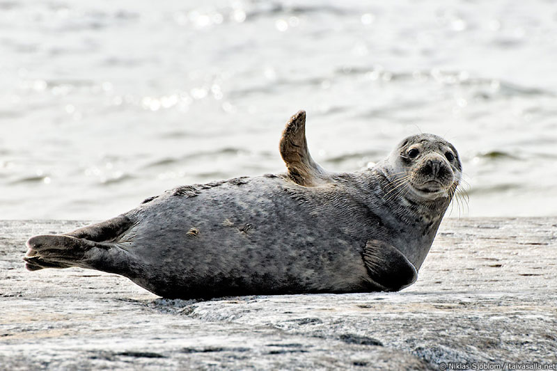 grey seal waving goodbye hello Picture of the Day: Goodbye 2013, Hello 2014!