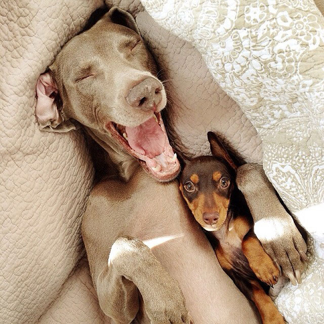 harlow sage and indiana big dog small dog cute instagram (10)