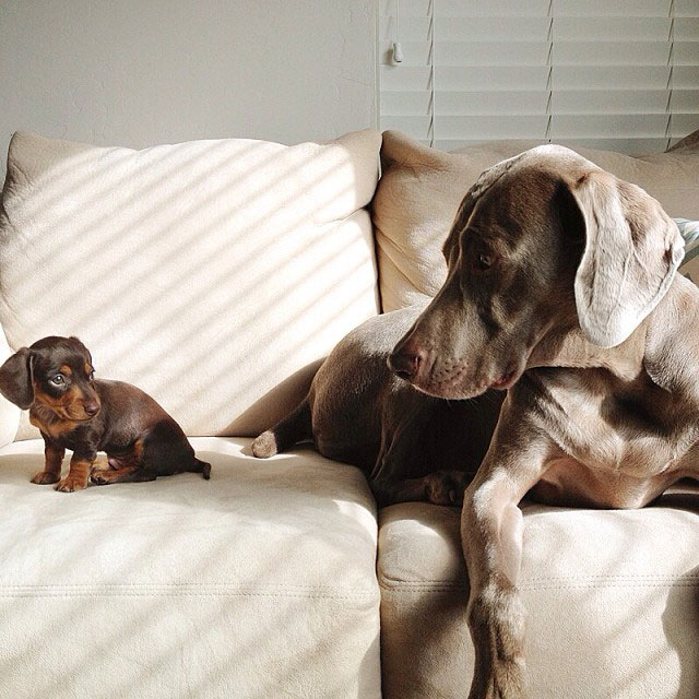 harlow sage and indiana big dog small dog cute instagram (11)