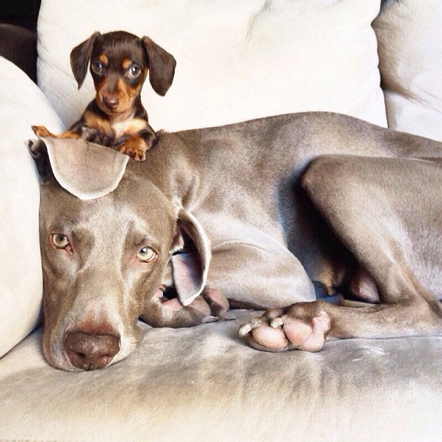 harlow sage and indiana big dog small dog cute instagram (12)