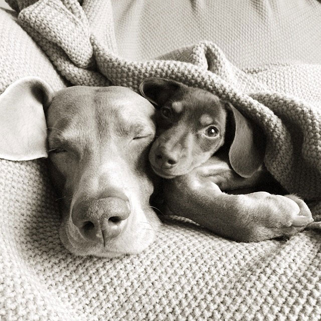 harlow sage and indiana big dog small dog cute instagram (14)