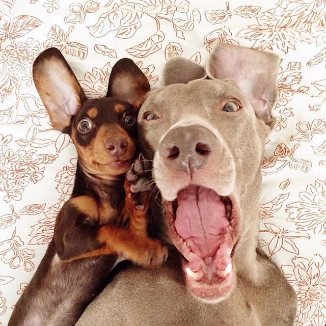 harlow sage and indiana big dog small dog cute instagram 17 10 Reasons Why Dogs in Photo Booths is the Best Idea Ever