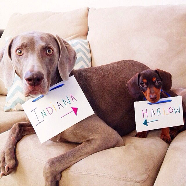 harlow sage and indiana big dog small dog cute instagram (5)