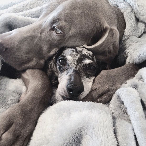 harlow sage and indiana big dog small dog cute instagram (7)