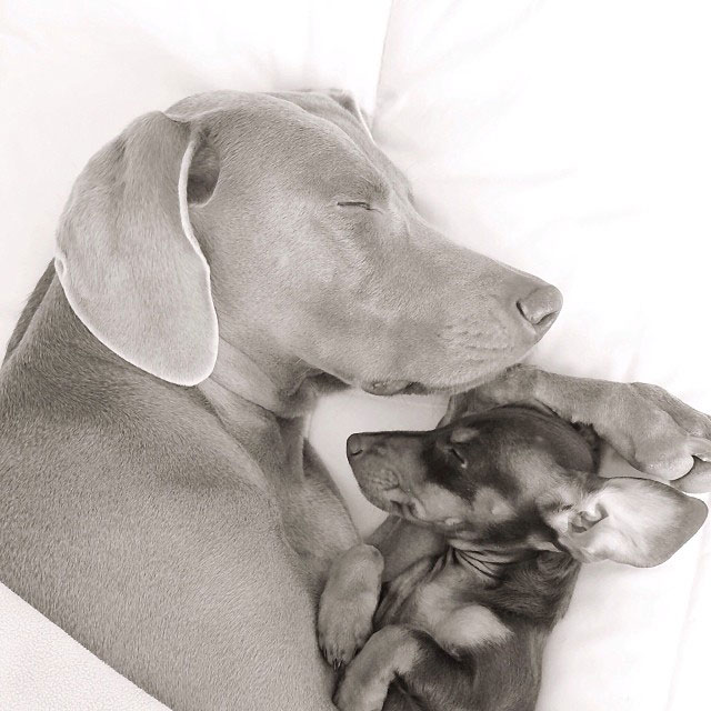 harlow sage and indiana big dog small dog cute instagram (8)
