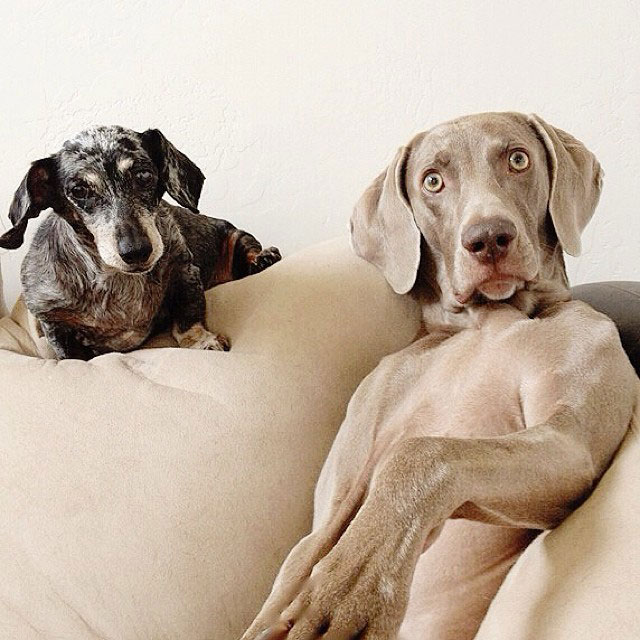 harlow sage and indiana big dog small dog cute instagram (9)
