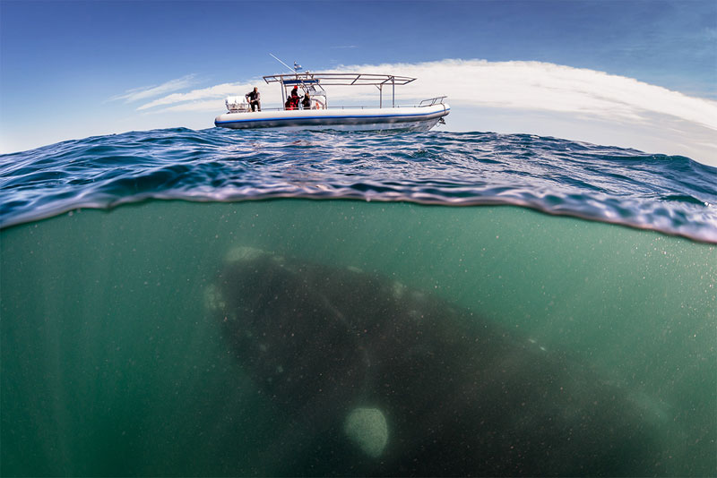 hofman right whale over under boat Picture of the Day: What Lurks Beneath